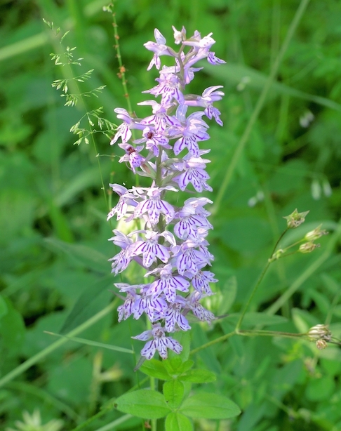 Dactylorhiza maculata subsp. fuchsii